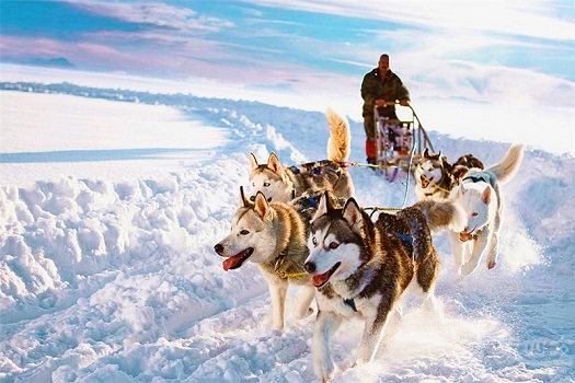 狗拉雪橇之旅